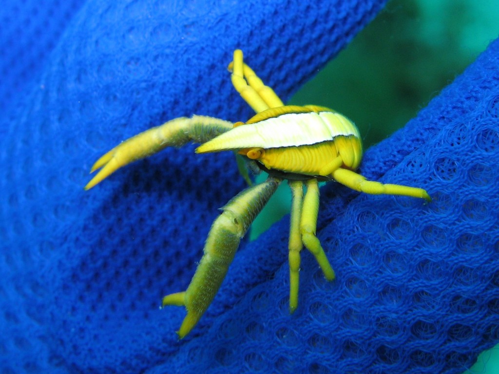 Allogalathea
