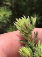 Pultenaea subspicata