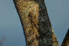 Acanthocercus atricollis