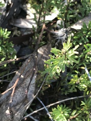 Pultenaea subspicata