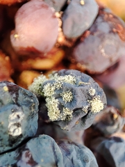 Botrytis cinerea