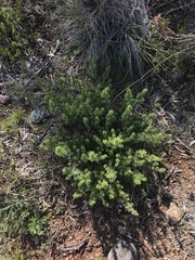 Pultenaea subspicata