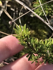 Pultenaea subspicata