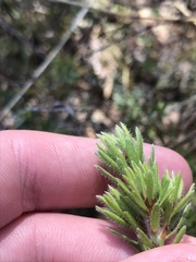 Pultenaea subspicata