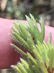 Pultenaea subspicata