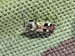 Beosus maritimus