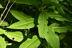 Senecio ovatus alpestris
