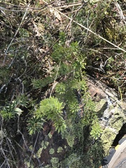 Pultenaea subspicata