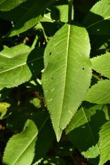 Senecio ovatus alpestris