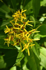 Senecio ovatus alpestris