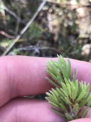 Pultenaea subspicata
