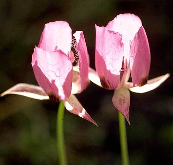 Calochortus longebarbatus var. longebarbatus