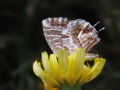 Cacyreus marshalli