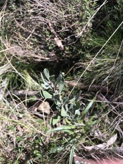 Hibbertia obtusifolia