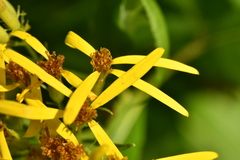 Senecio ovatus alpestris