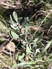 Hibbertia obtusifolia