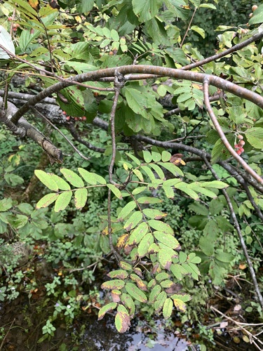 jarabina vtáčia (Sorbus aucuparia)