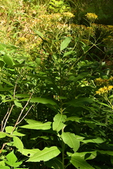 Senecio ovatus alpestris