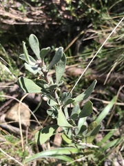 Hibbertia obtusifolia