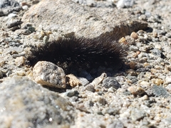 Arctiinae
