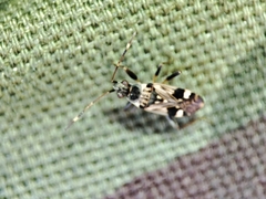 Beosus maritimus