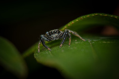 Thiania