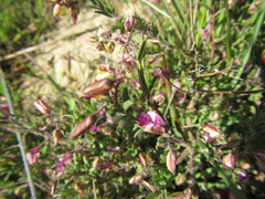 Polygala affinis