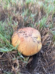 Boletus subvelutipes