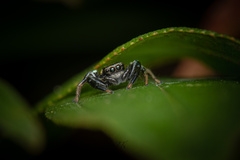 Thiania