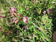 Polygala affinis