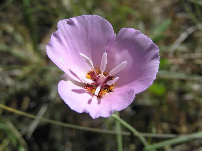 Calochortus palmeri var. munzii