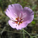 San Jacinto Mariposa Lily - Photo [1], no known copyright restrictions (public domain)