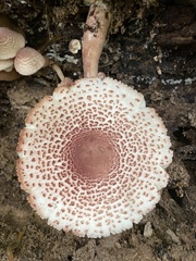 Agaricineae