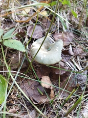 Heterophyllidia