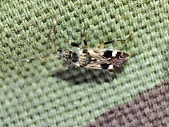 Beosus maritimus