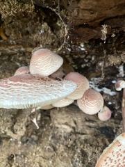 Agaricineae