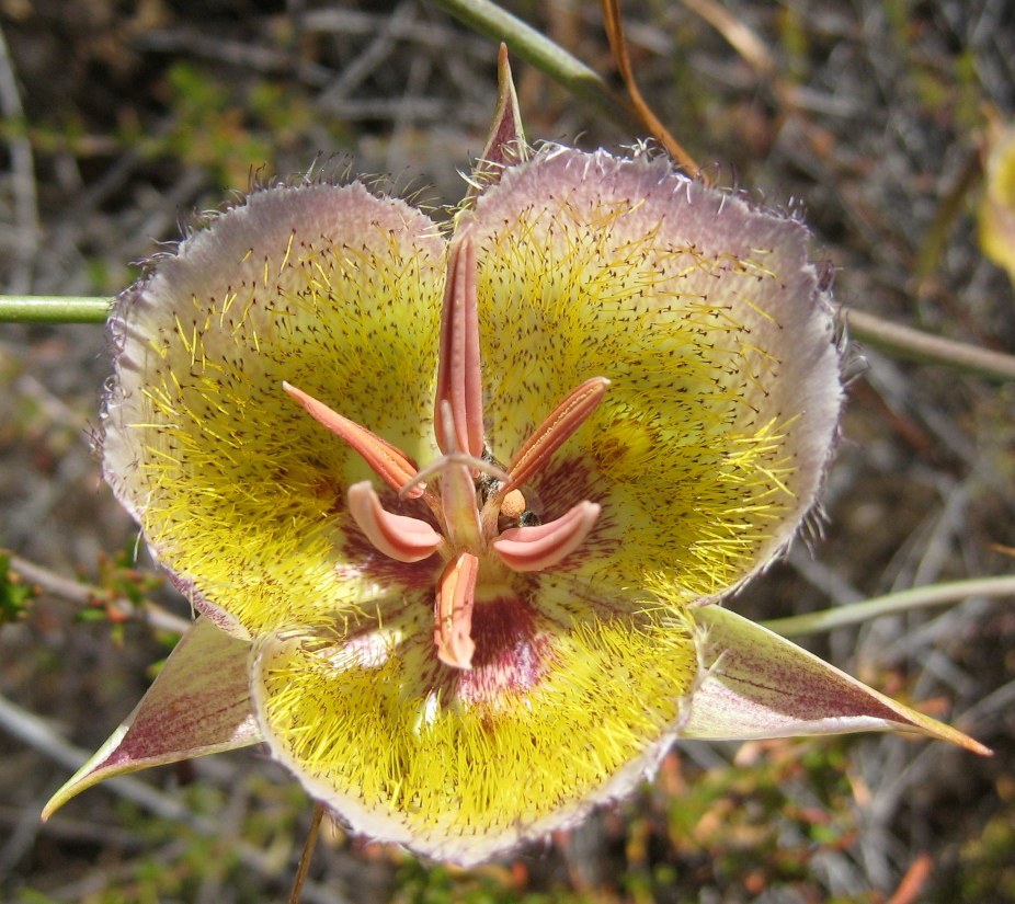 Calochortus weedii var. intermedius