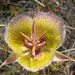 Intermediate Mariposa Lily - Photo (c) Laura Camp, some rights reserved (CC BY-SA)