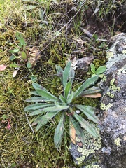 Plantago hispida