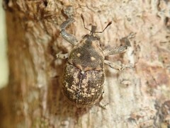 Eutyrhinus meditabundus