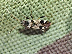 Beosus maritimus