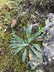 Plantago hispida