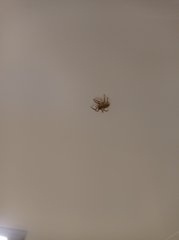Salticinae
