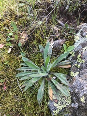 Plantago hispida