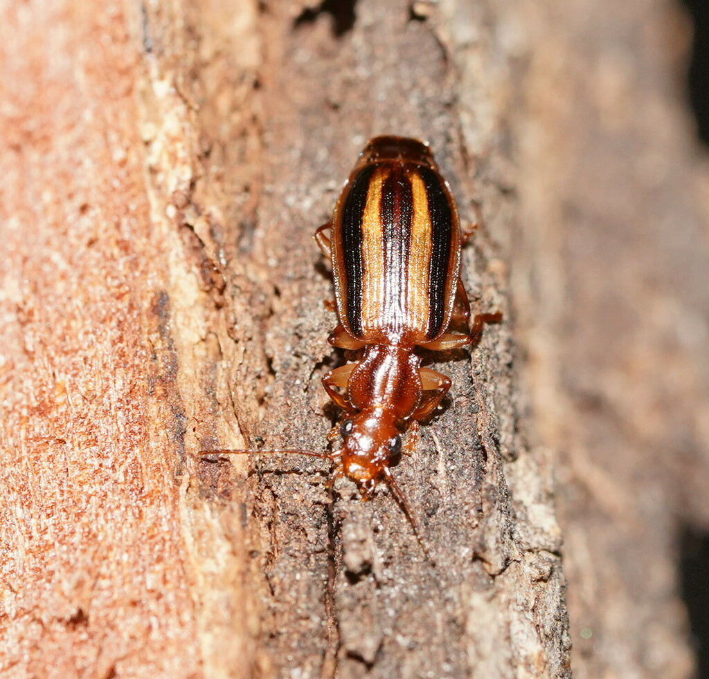 Demetrida grandis