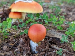 Amanita jacksonii