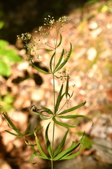 Galium aristatum