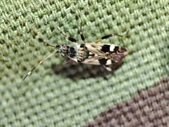 Beosus maritimus