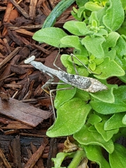 Stagmomantis carolina