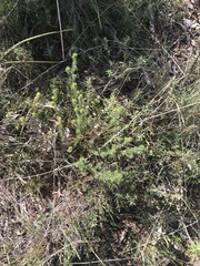 Pultenaea subspicata
